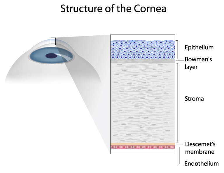 Structure of the Cornea
